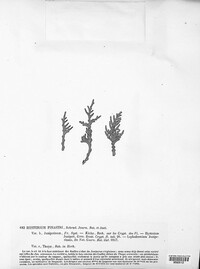 Lophodermium pinastri image